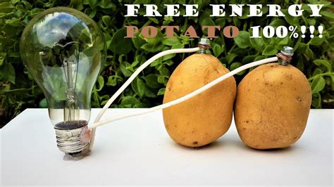 light bulb potato science project.